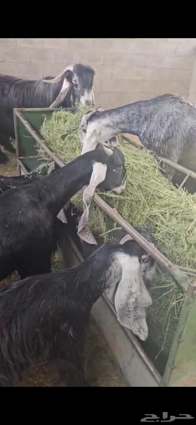 Goat defects64400065191426111