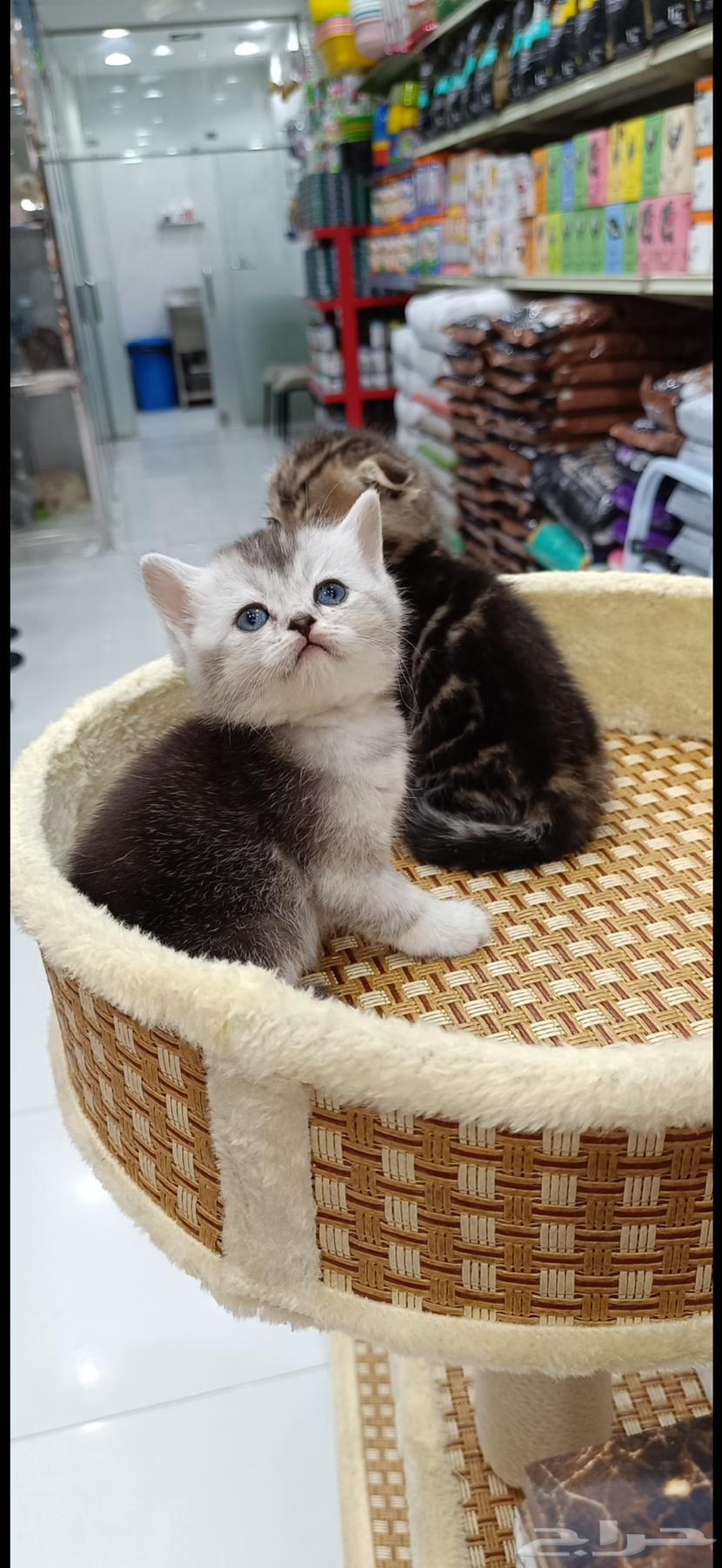 اسكتوش فولد كتن 40 يوم سليمه64398967085825112