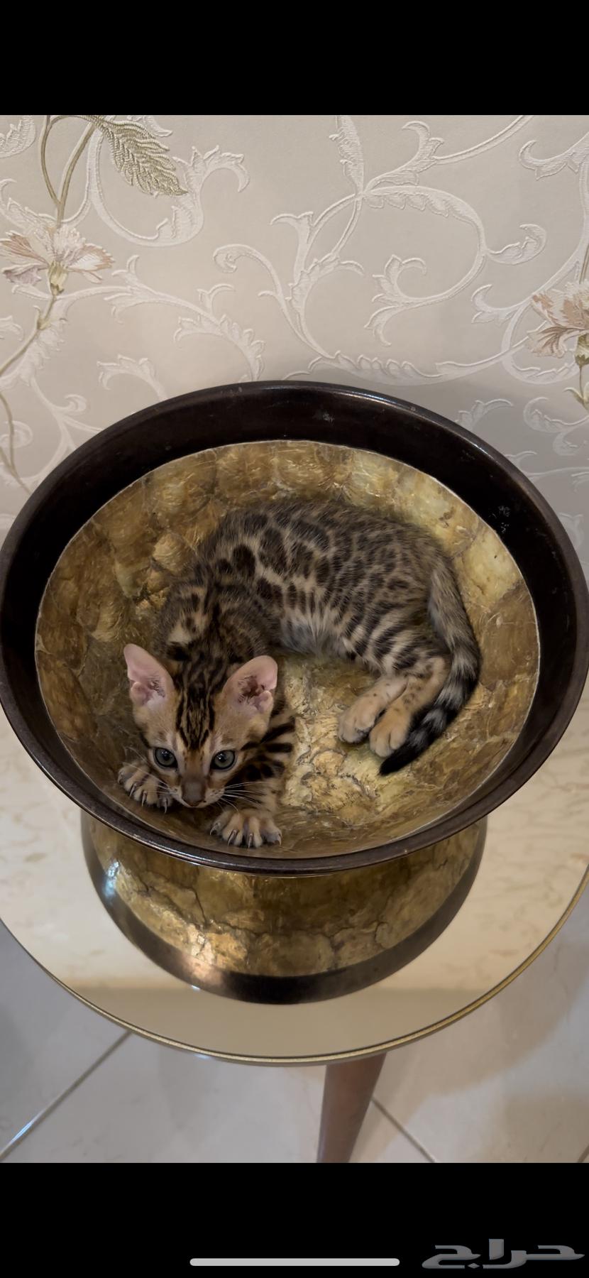 قطط بنغال للبيع متبقي ذكر واحد فقط64394080824449113
