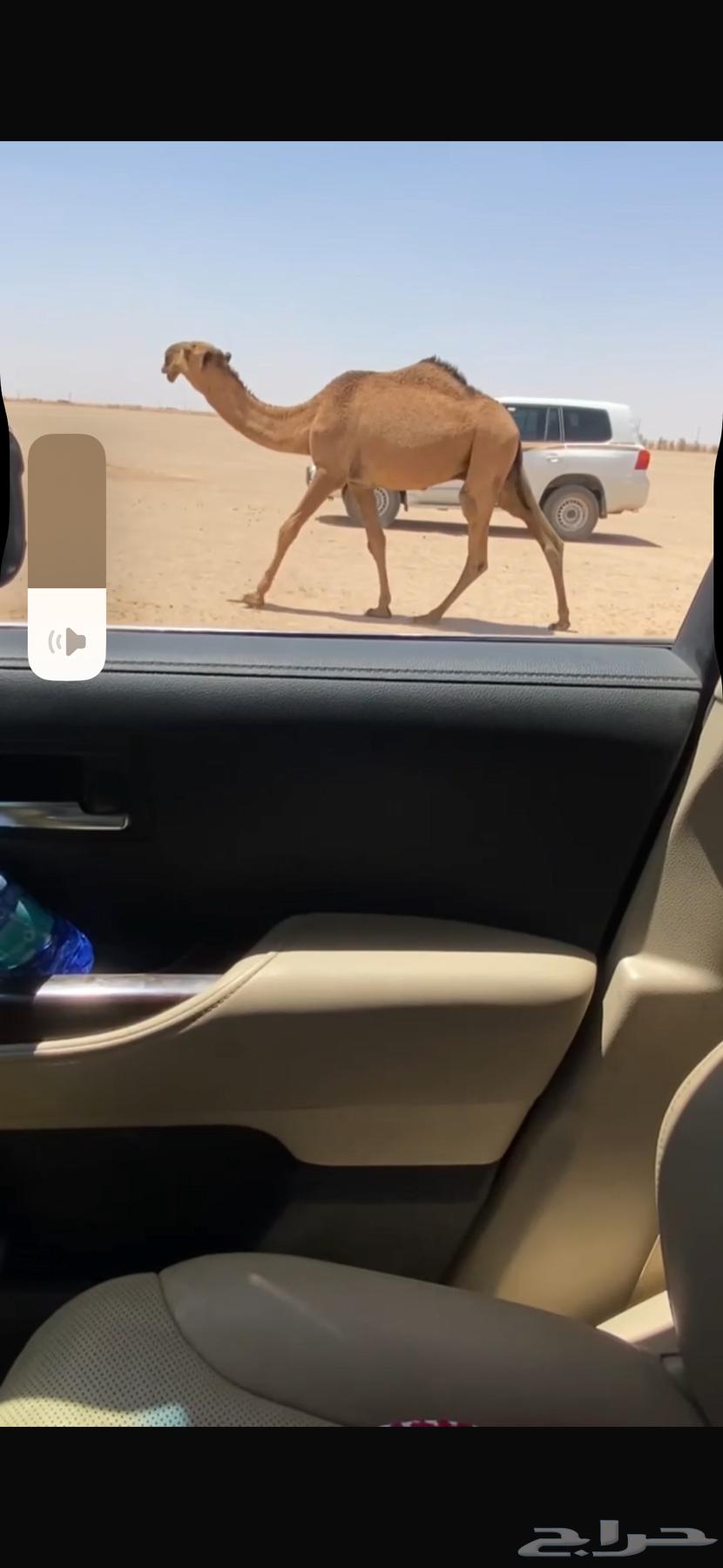 البل64400939075842112