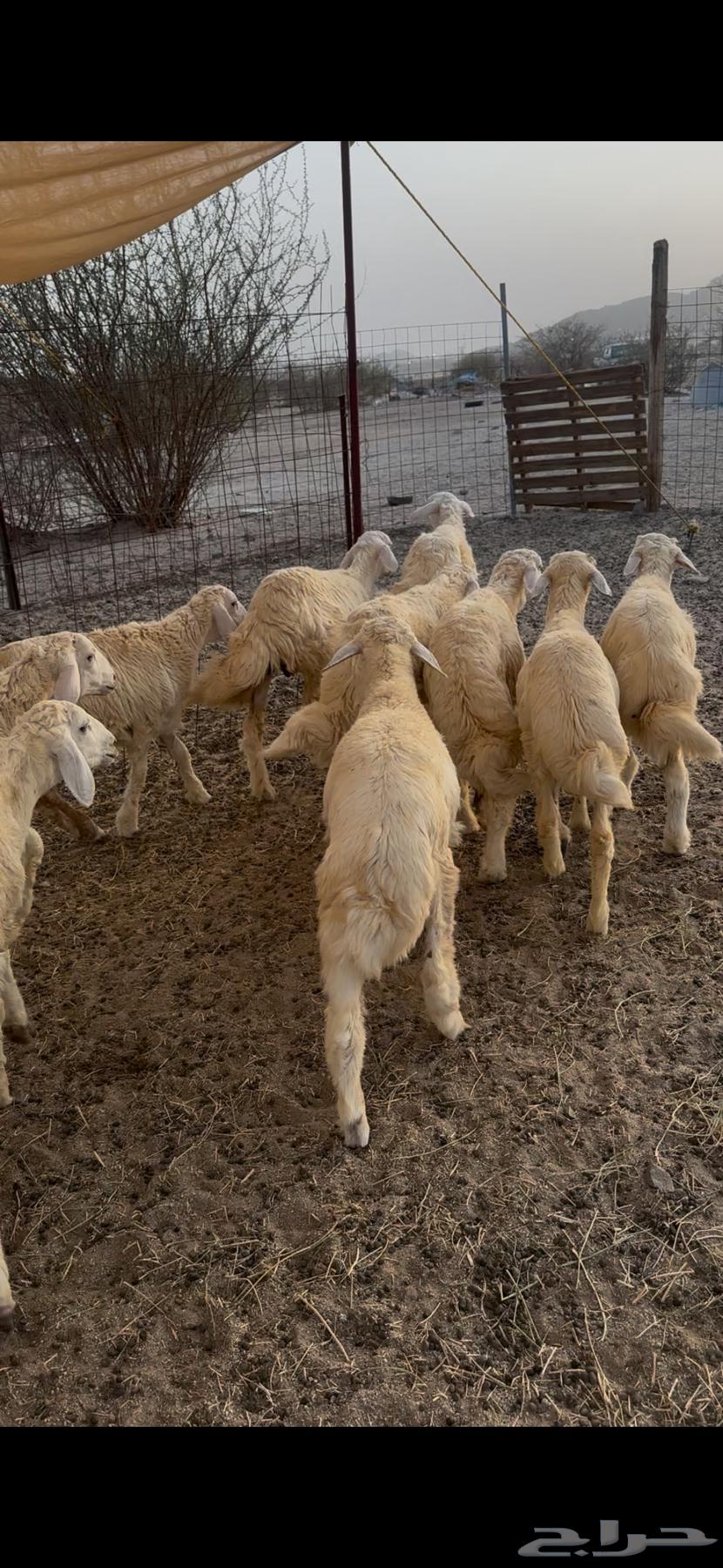 طليان ورخال للبيع النوارية64400384353027111