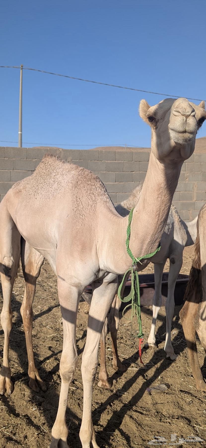 قعود حق سيده لبييع64401161087235111