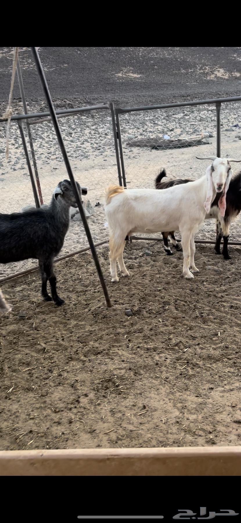 معزا للبيع64392594665347110