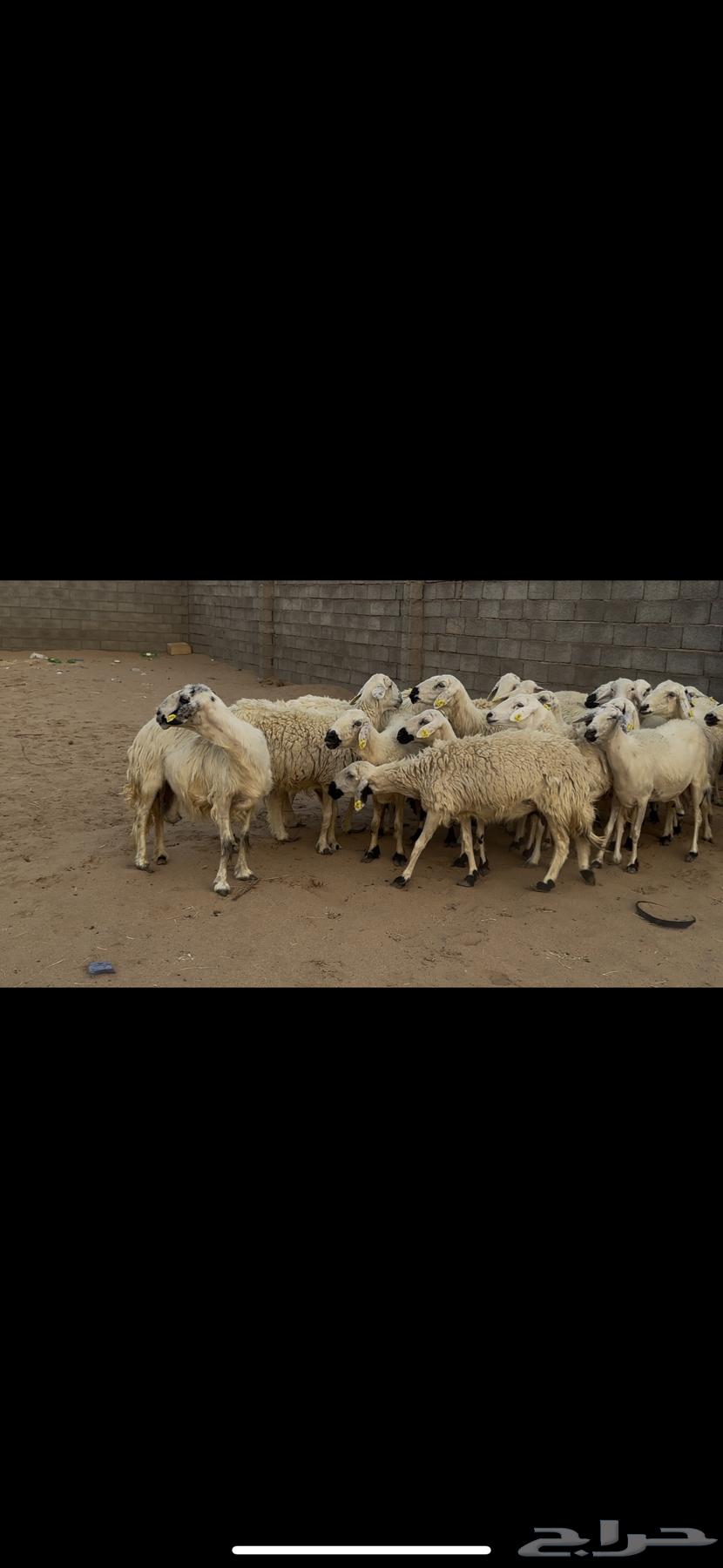 Dafi sheep, batch number 35 with ram.64396365274882113