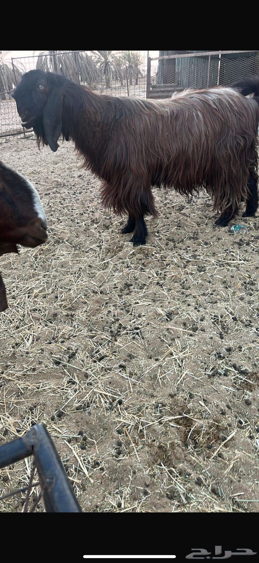 للبيع تيس قبرصي64400480418691113