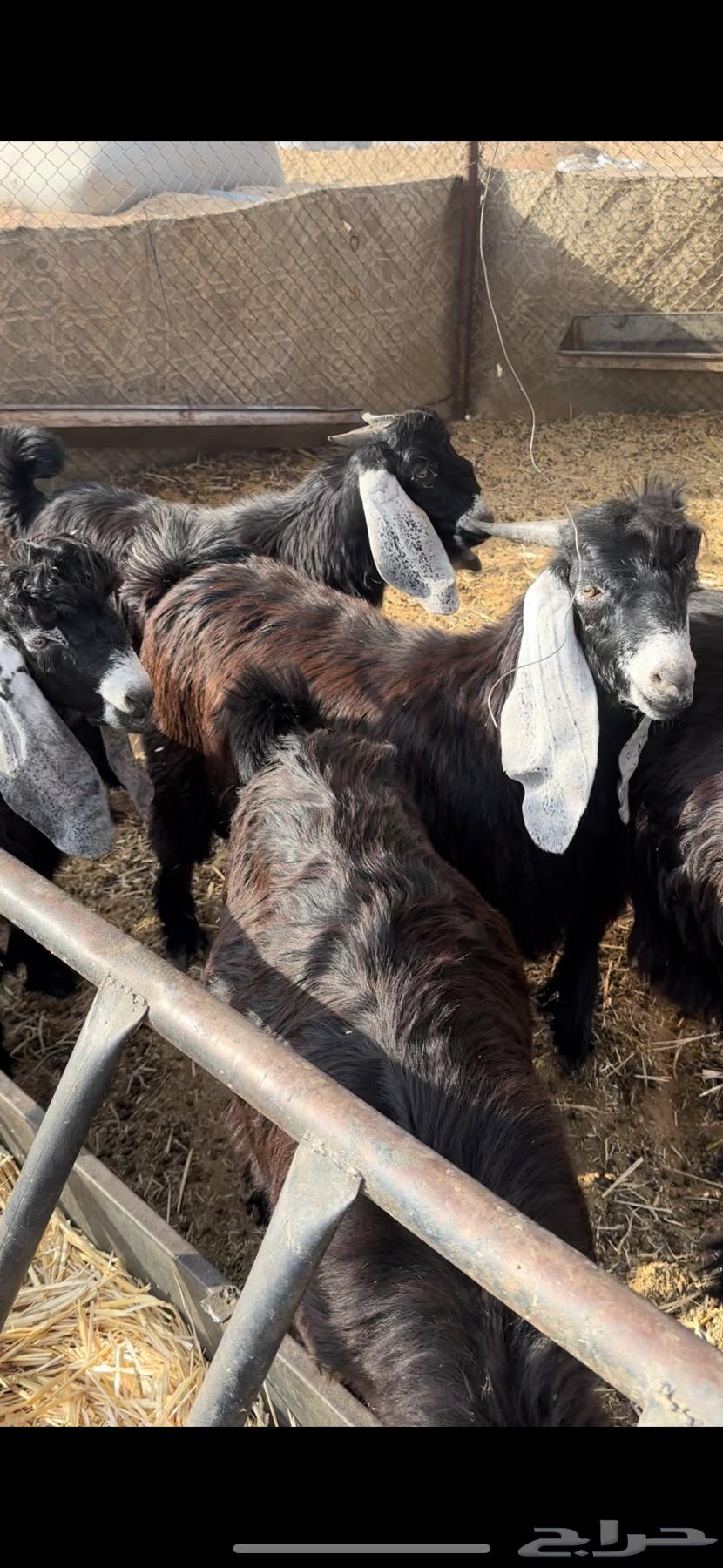 Goats for sale, healthy and fat, quantity 5, age 7 months64398520650370110