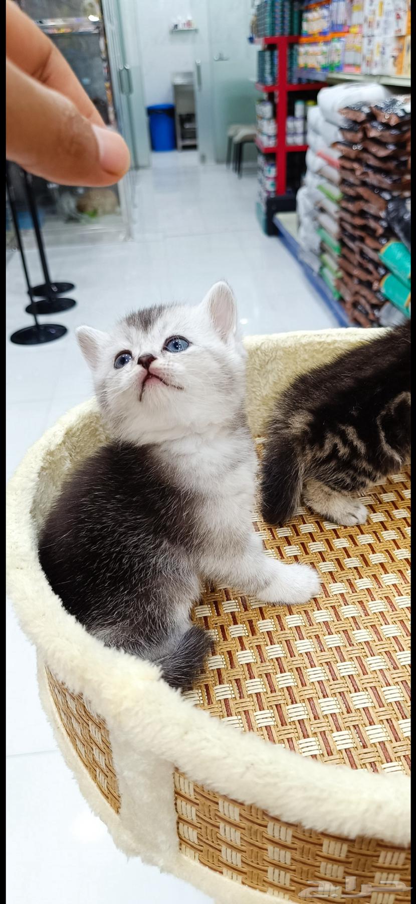 اسكتوش فولد كتن 40 يوم سليمه64398967085825111