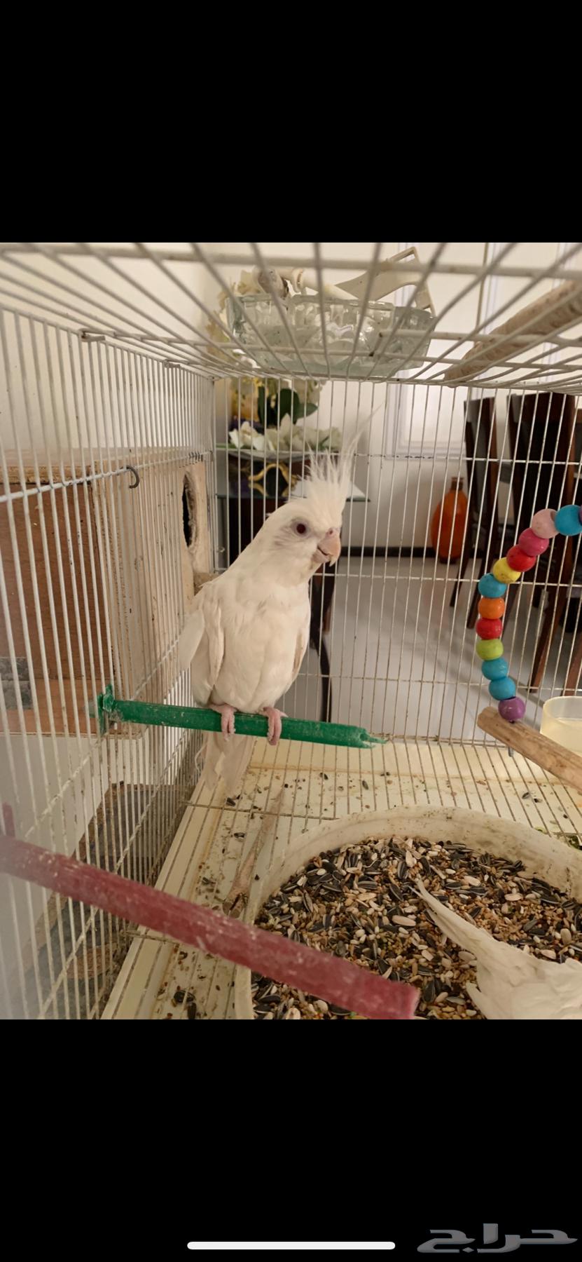 كروان البينو للبيع ومعاه فرخ وتحته بيض حاليا64395255024002112