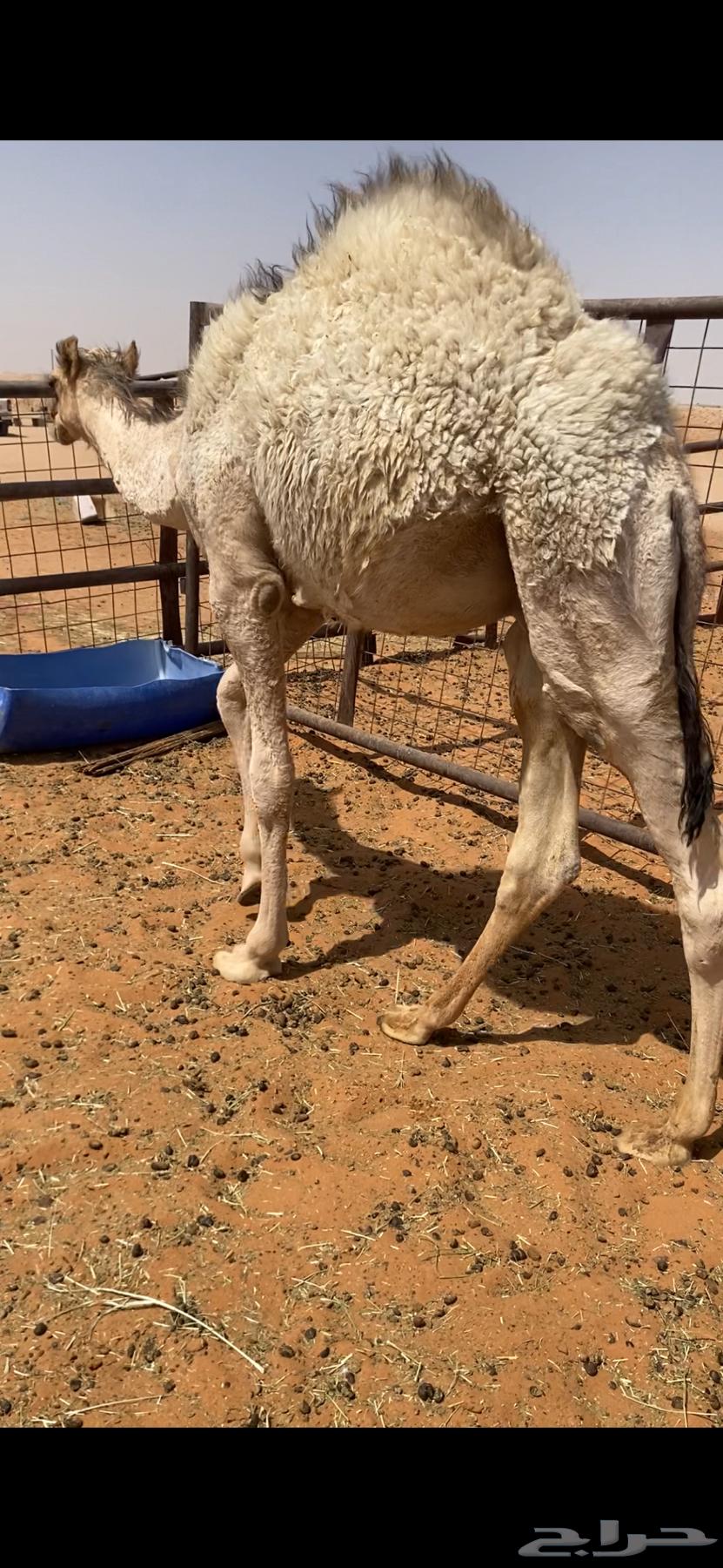 قعود قصب ناهي64396379684994111