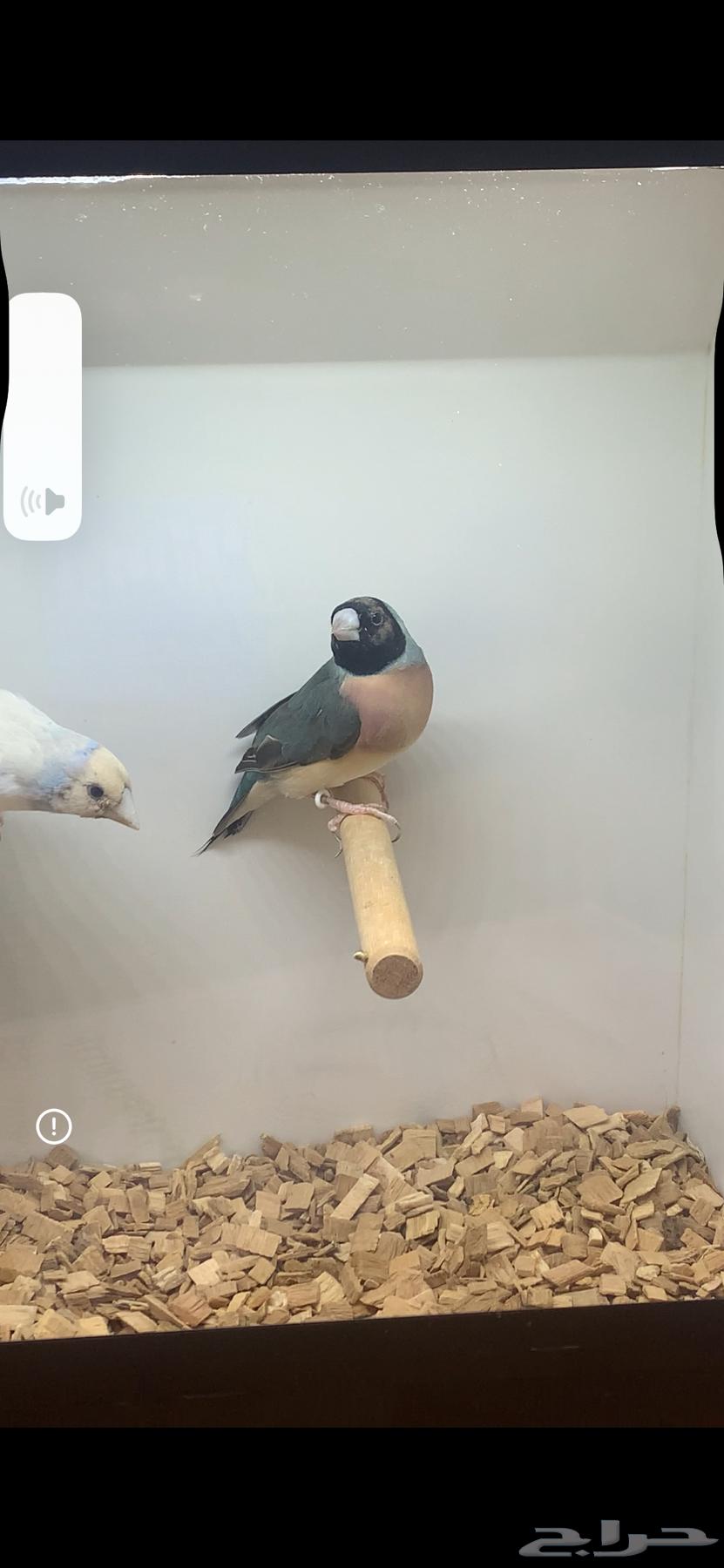 للبيع جوز قولديان فنش64398617315329110