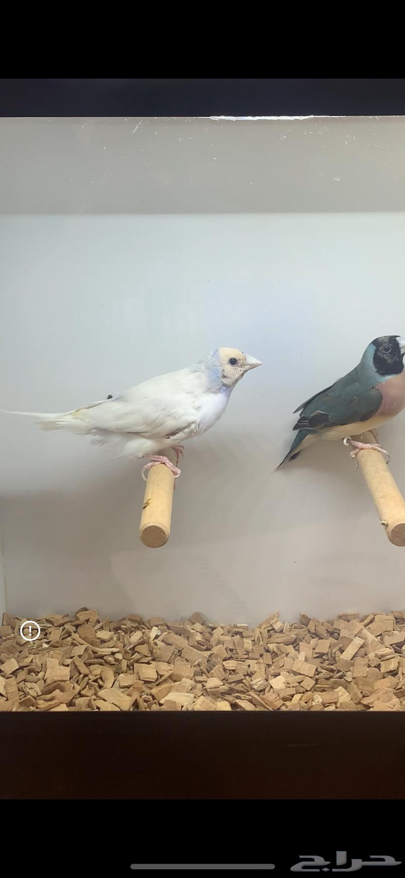 للبيع جوز قولديان فنش64398617315329111