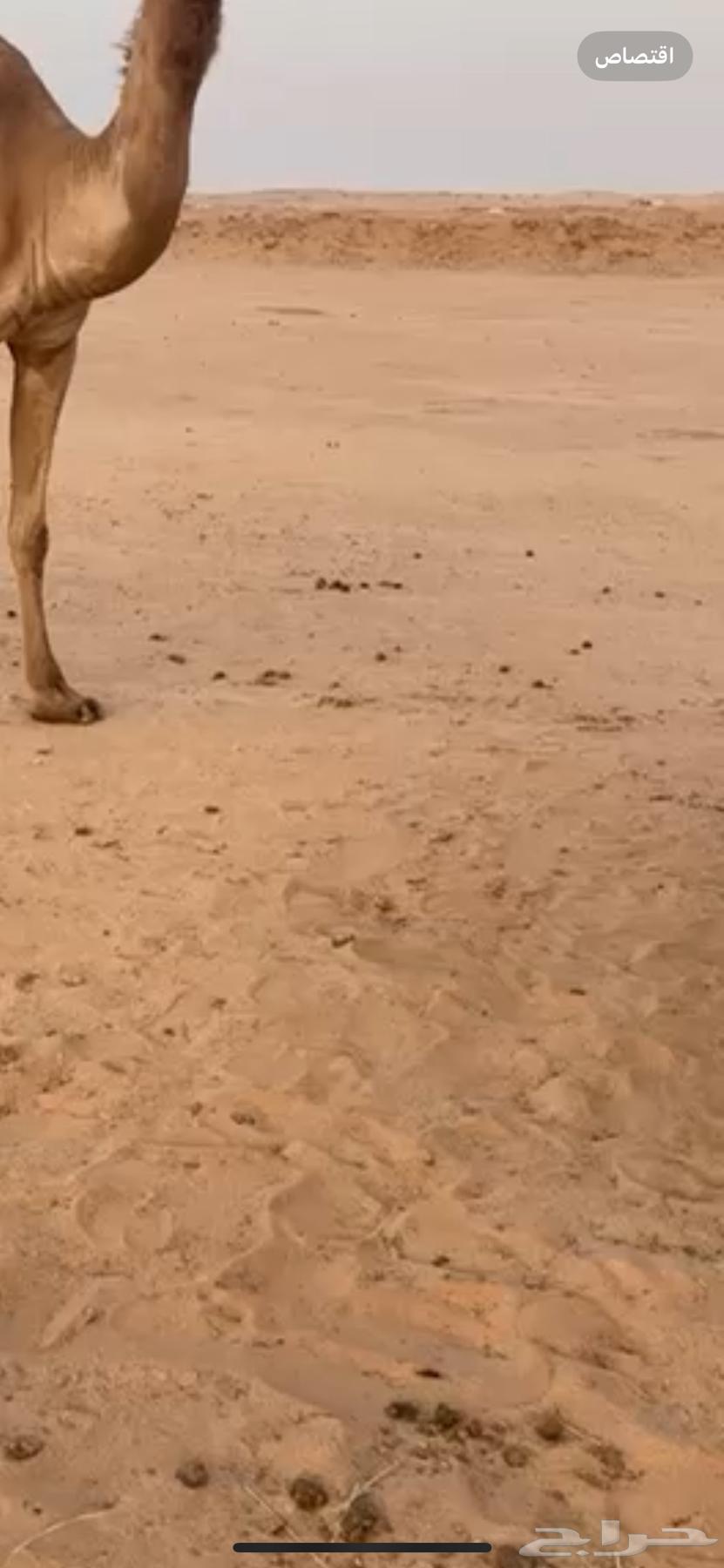 للبيع عقم مخيم في برمه64395601055362110