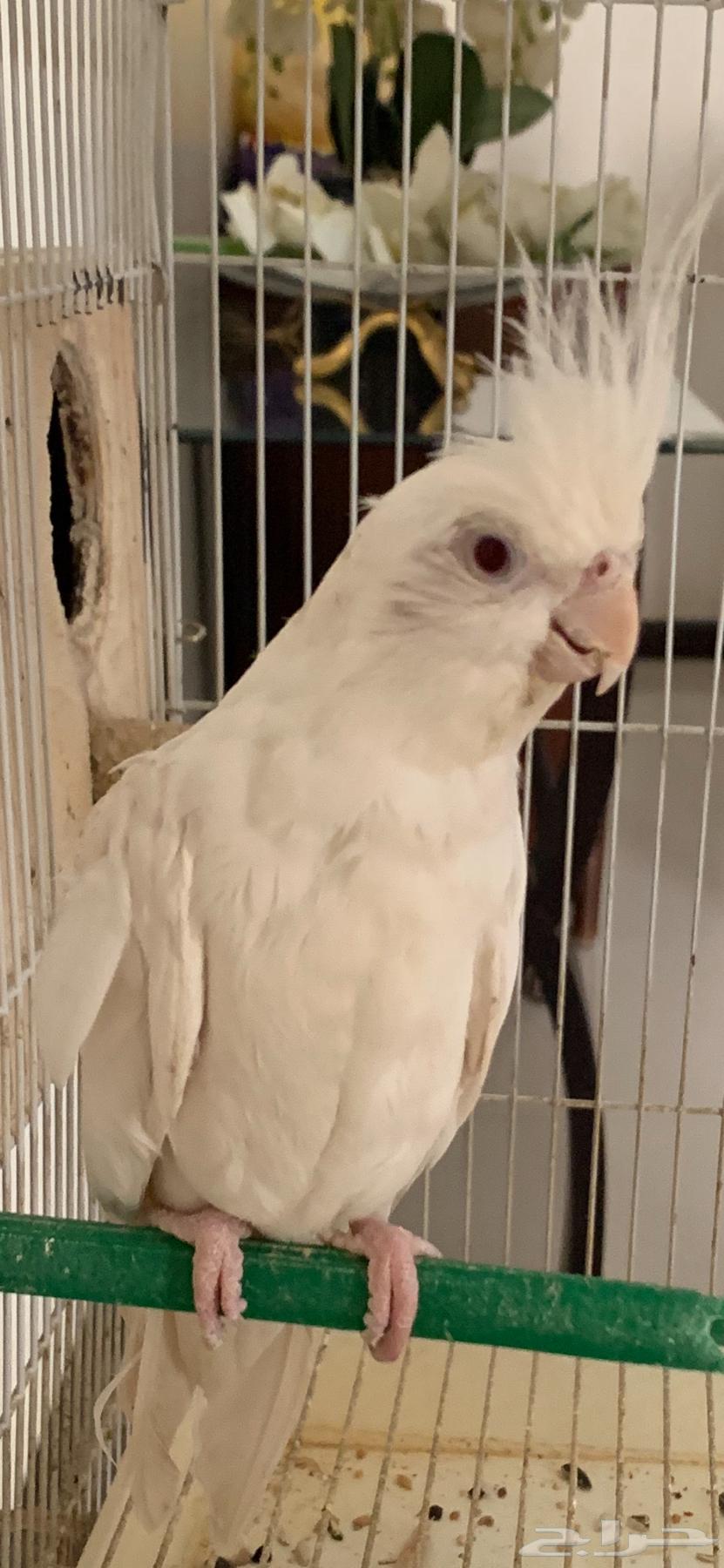 كروان البينو للبيع ومعاه فرخ وتحته بيض حاليا64395255024002110