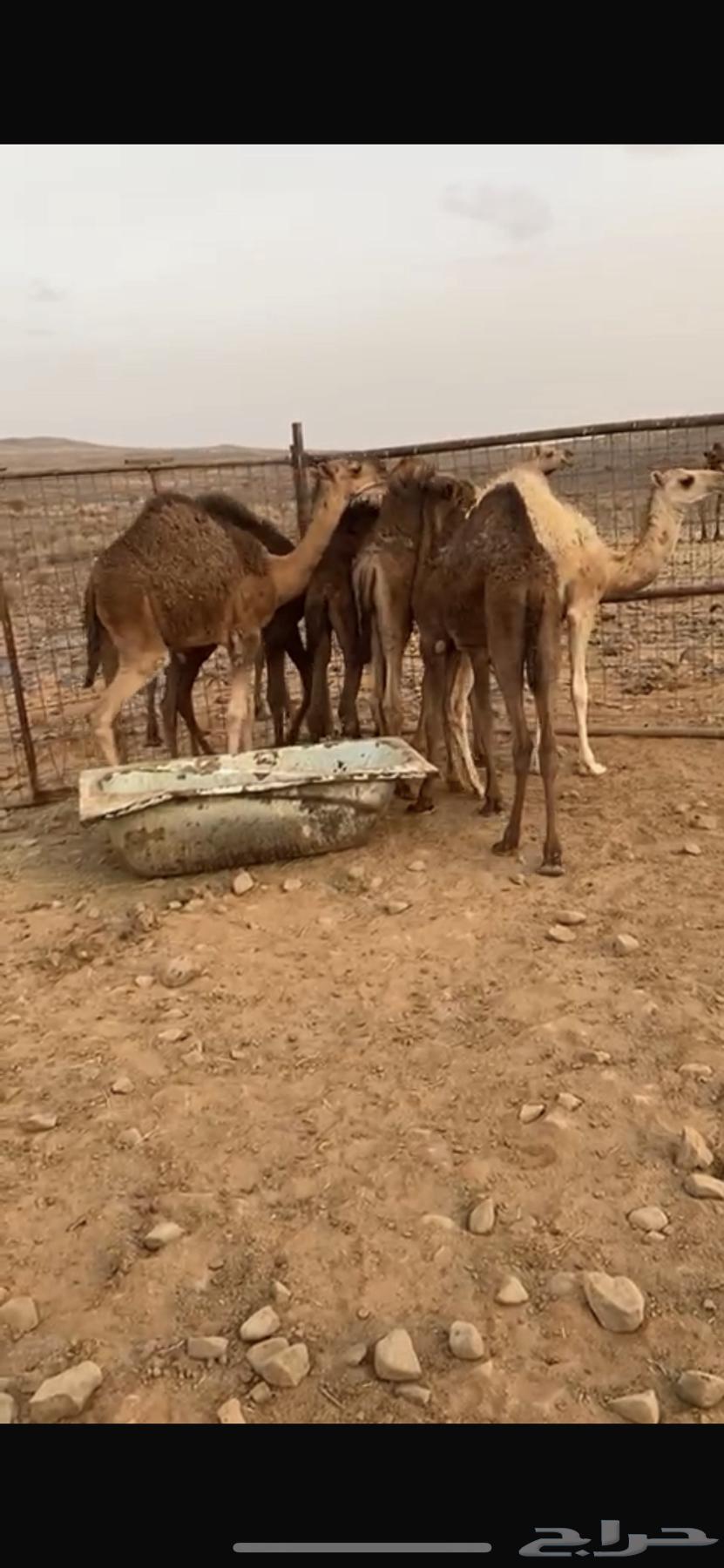 حشو البيع جمله64395476318722110