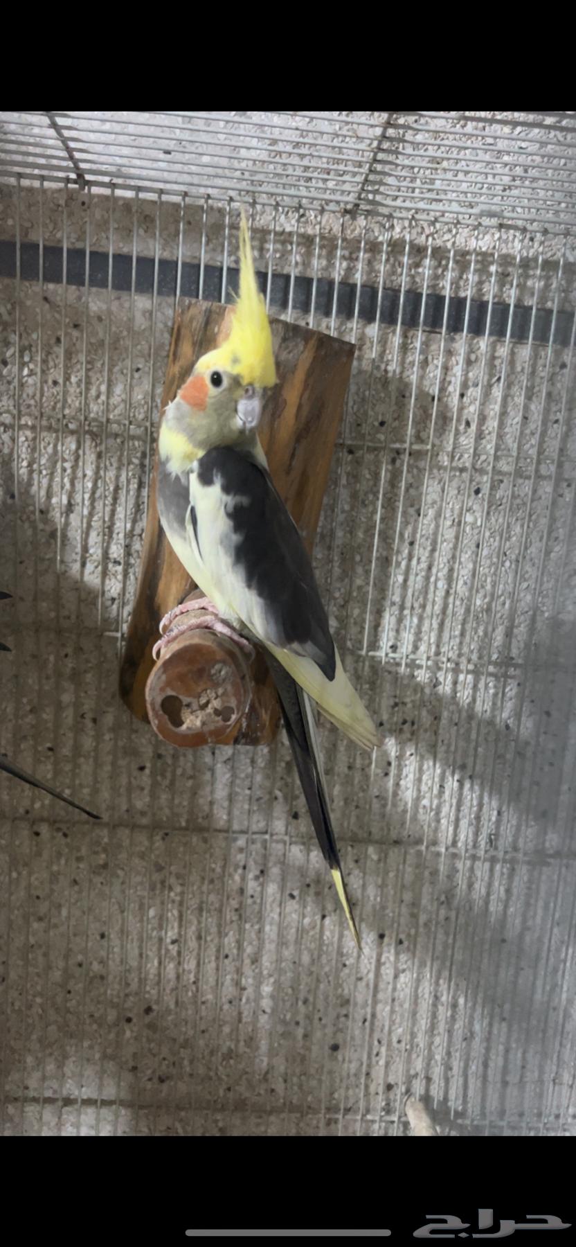 للبيع جوز كروان منتج الي توقف عليه سومه نصيبه64394193210753110