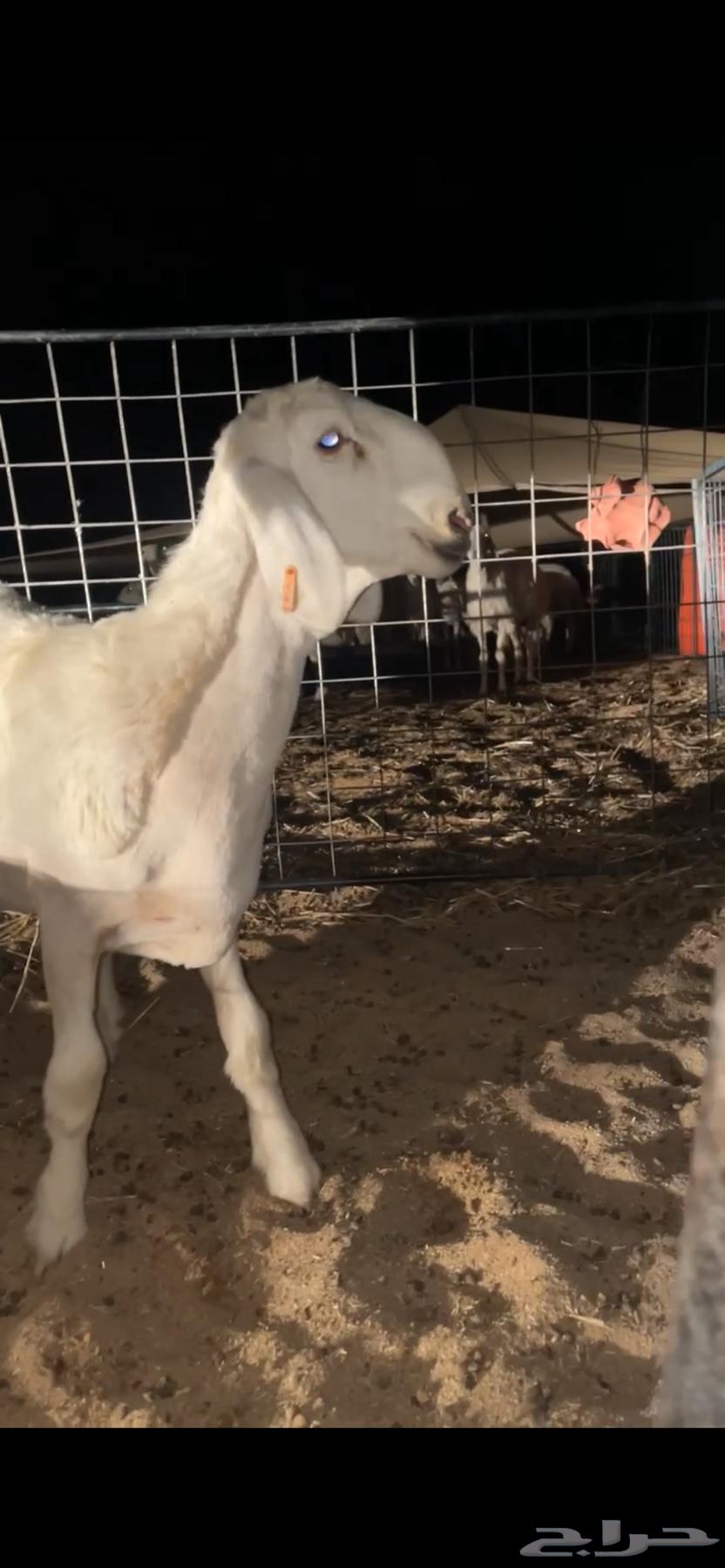 رخل حريه64395839815554111