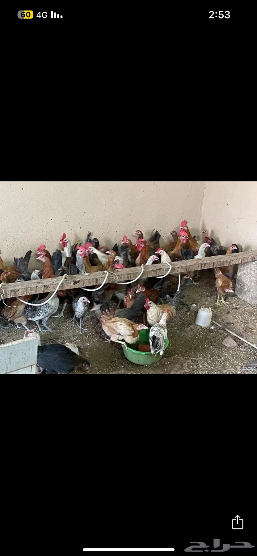 ديكه العمر6 شهور للبيع العدد تقريبا20 حد ب20 الديك64393763721602111