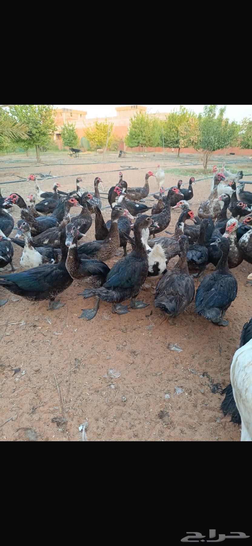 للبيع بط شهرمان مسكوفي او بح الموقع المجمعة64397741998593110