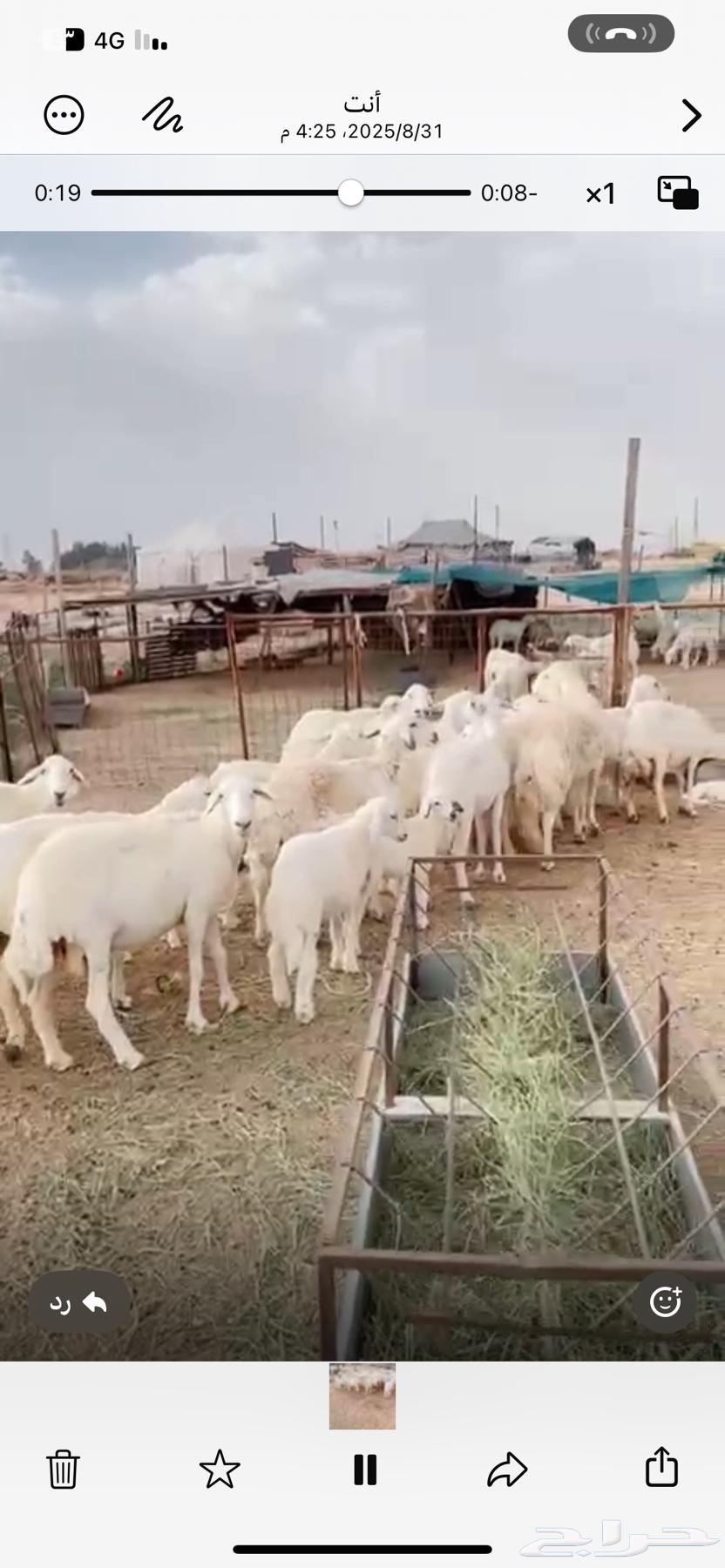 غنم خلفات للبيع64400535526275111