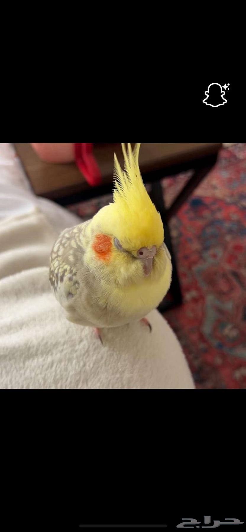 كروان للبيع انثى64397061263233111