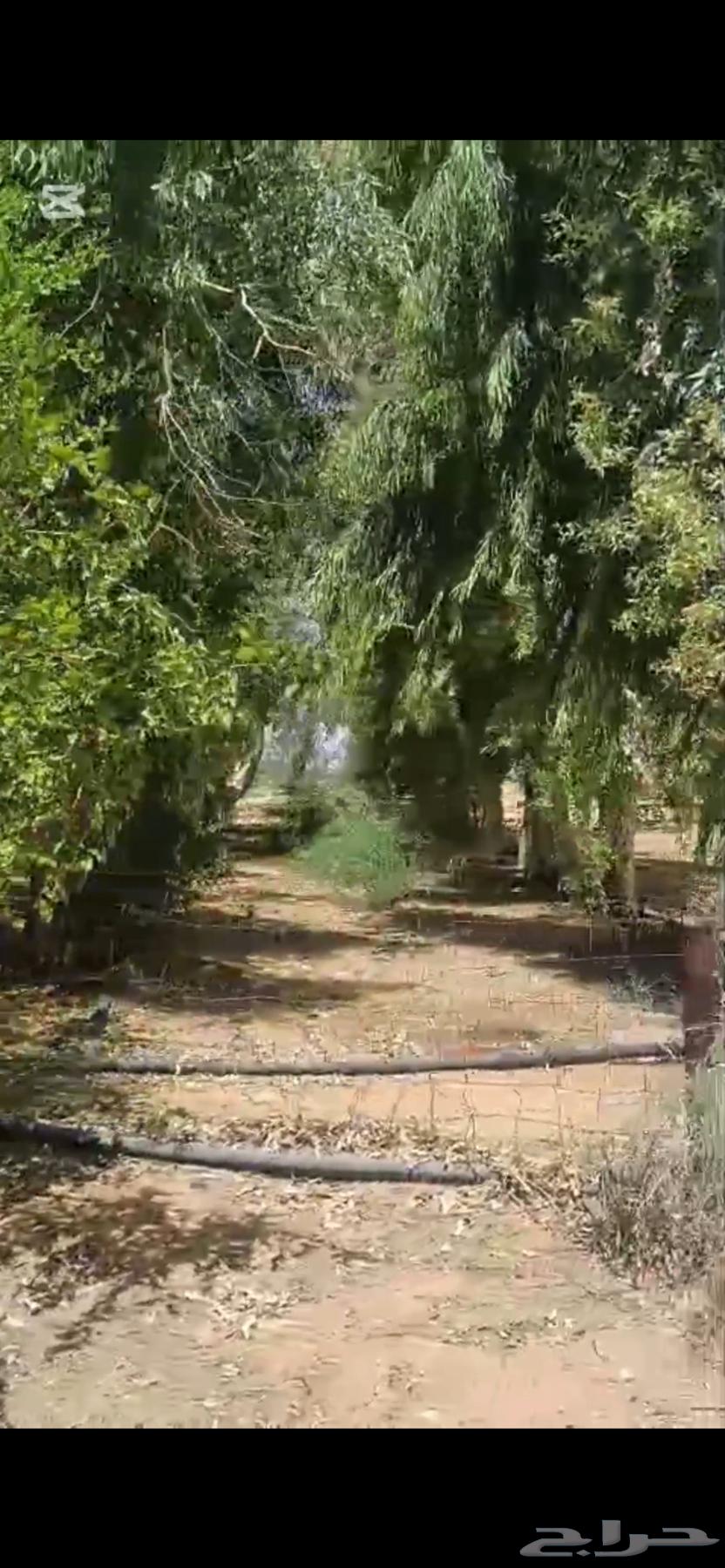 مزرعة للايجار اليومي63614094465667111
