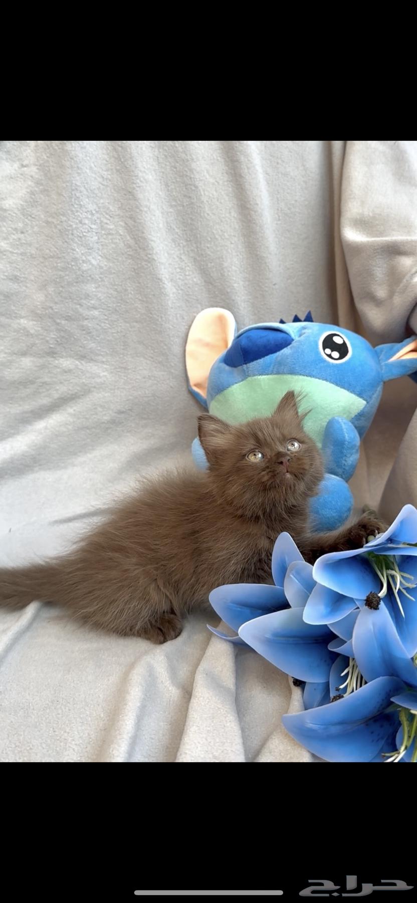 قطط برتش سينامون64399661838851111