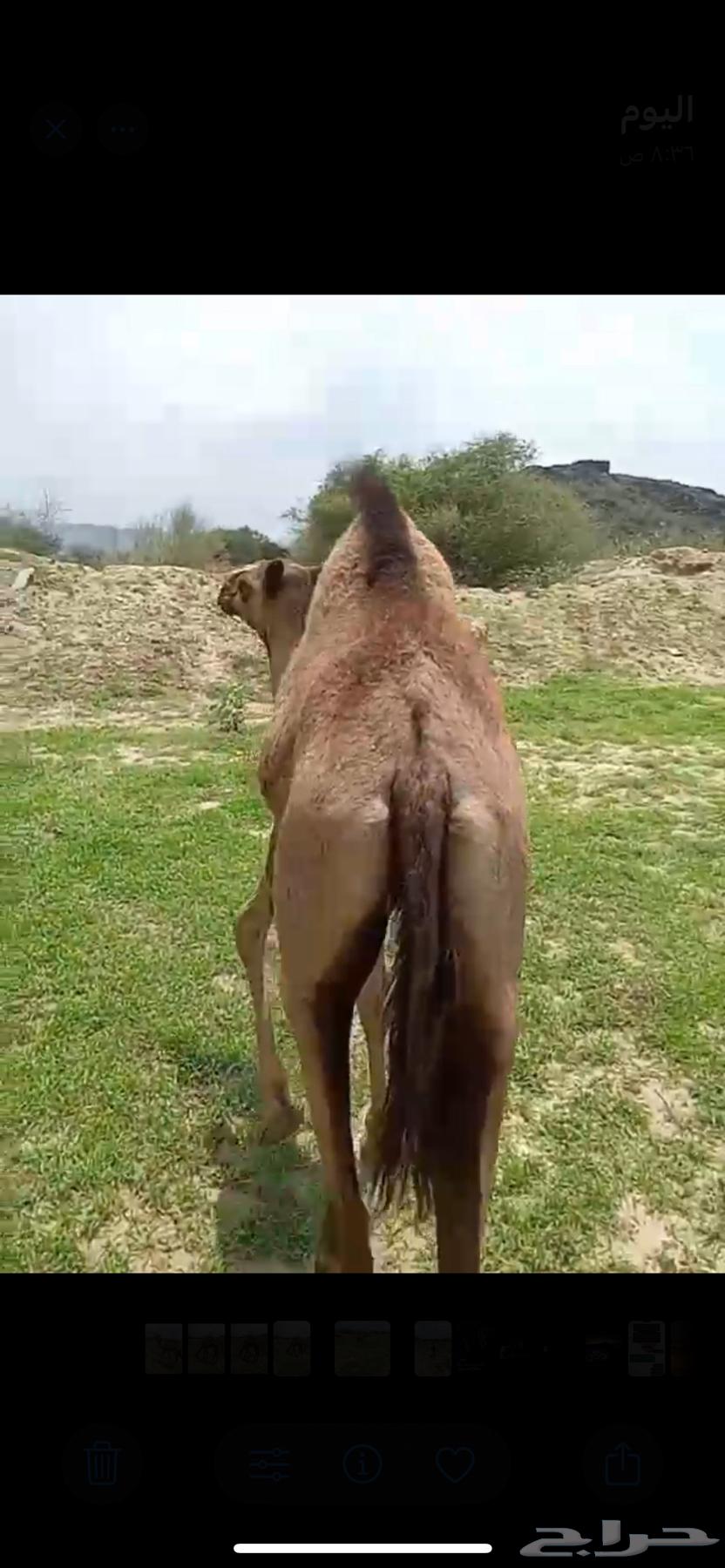 بكره للبيع العمر 5 شهور64395504331138113