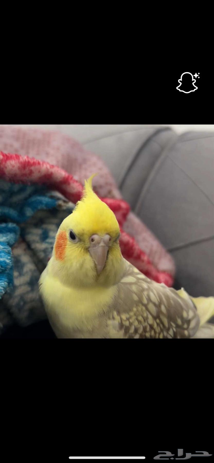 كروان للبيع انثى64397061263233113