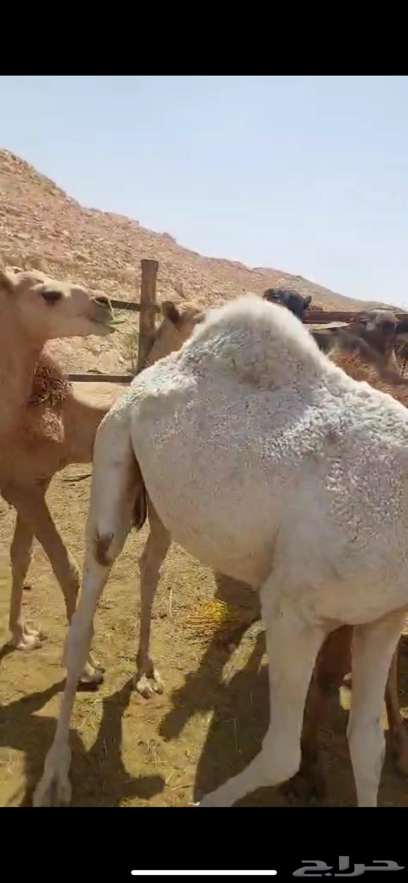 Qaadan for sale number 1164400009557889111