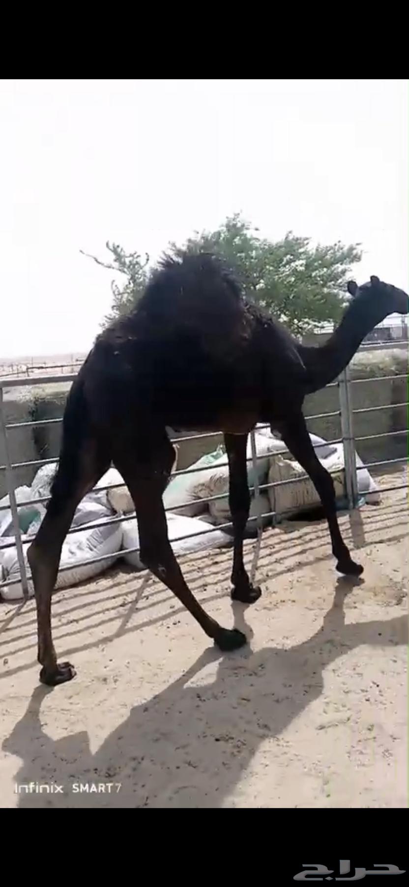 قعود مجهم لباني فل64396477970435110