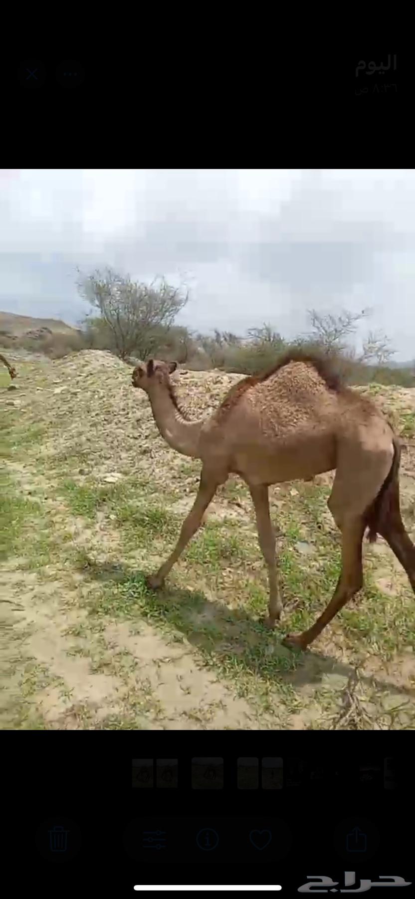 بكره للبيع العمر 5 شهور64395504331138112