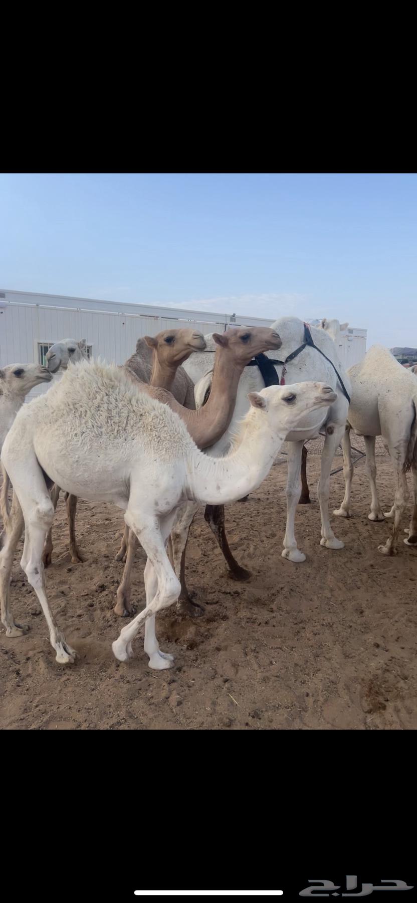 حشو ثنين للبيع قصب64395158353795112