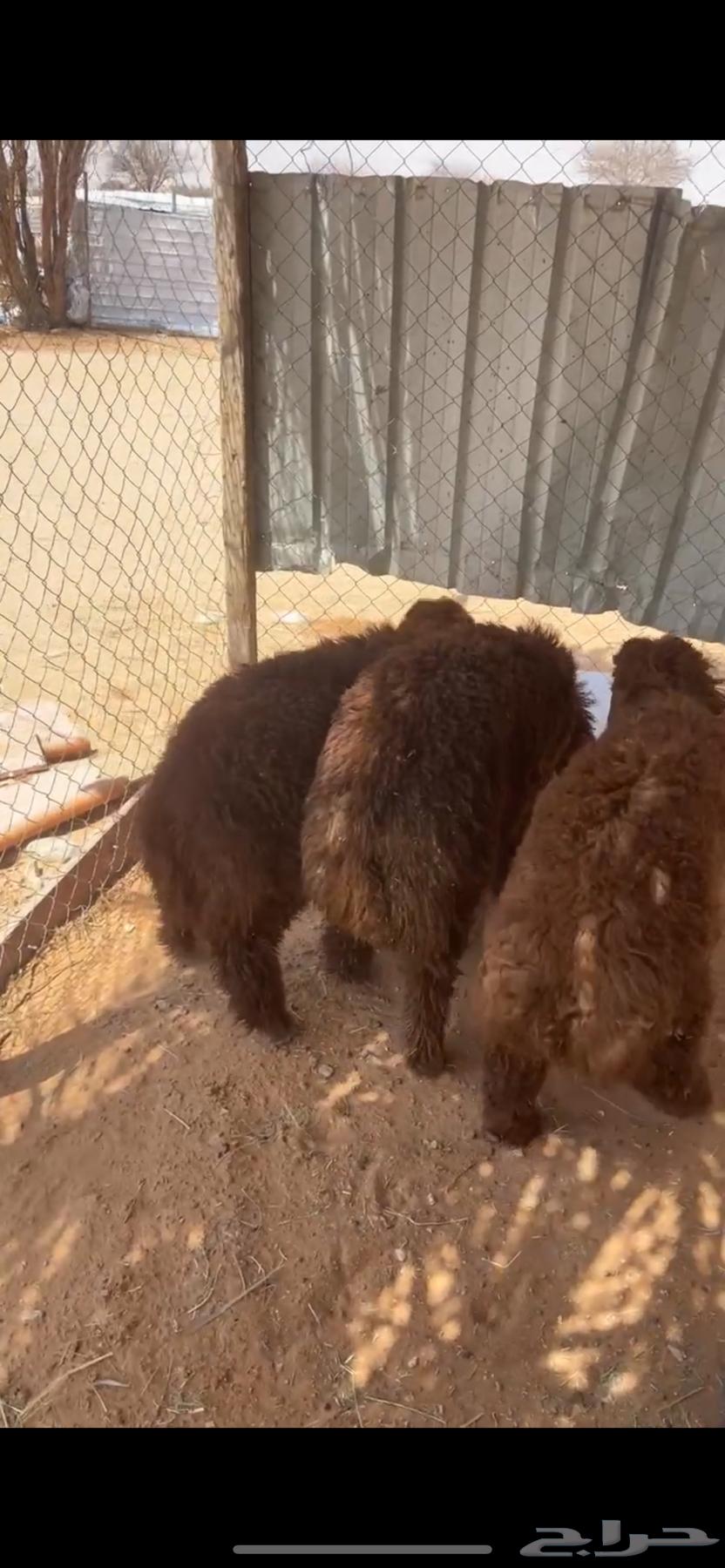 Naeem64397018910339113