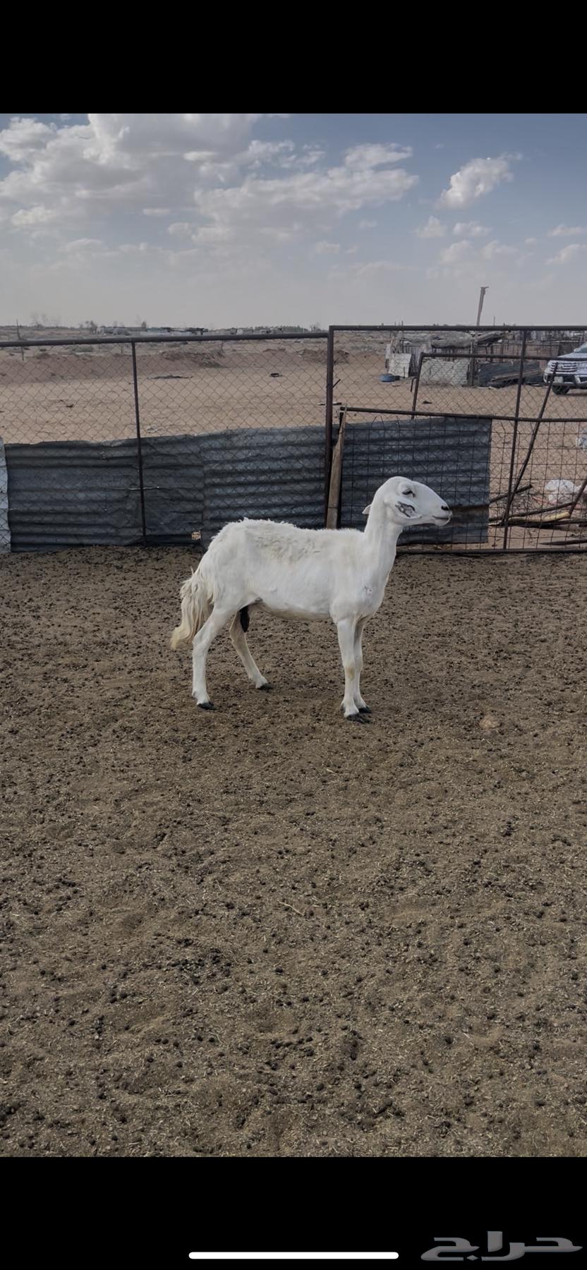 A free sheep with a udder for three and a half months, ultrasound examination64398242765441110