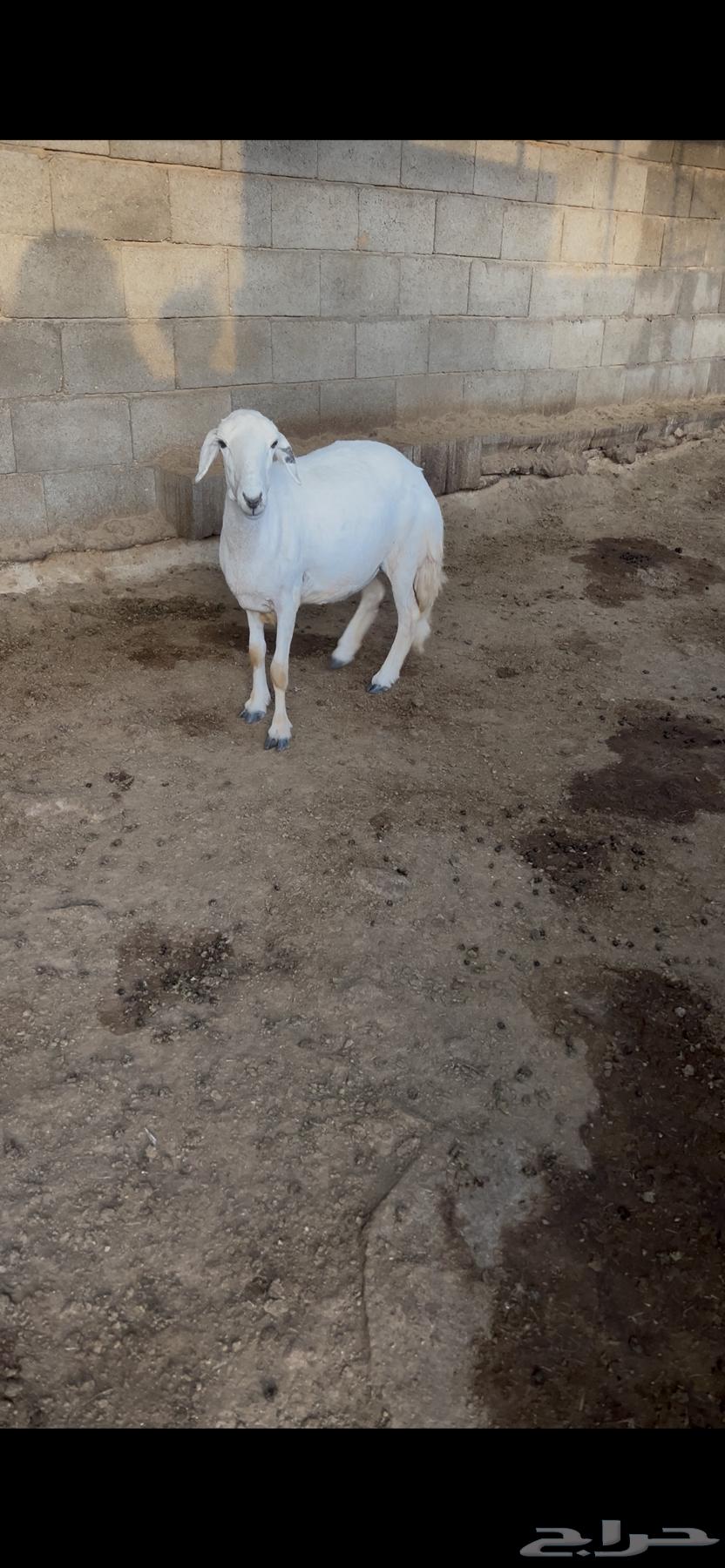 نعجه حايل كفو حلال بر64399119785729111