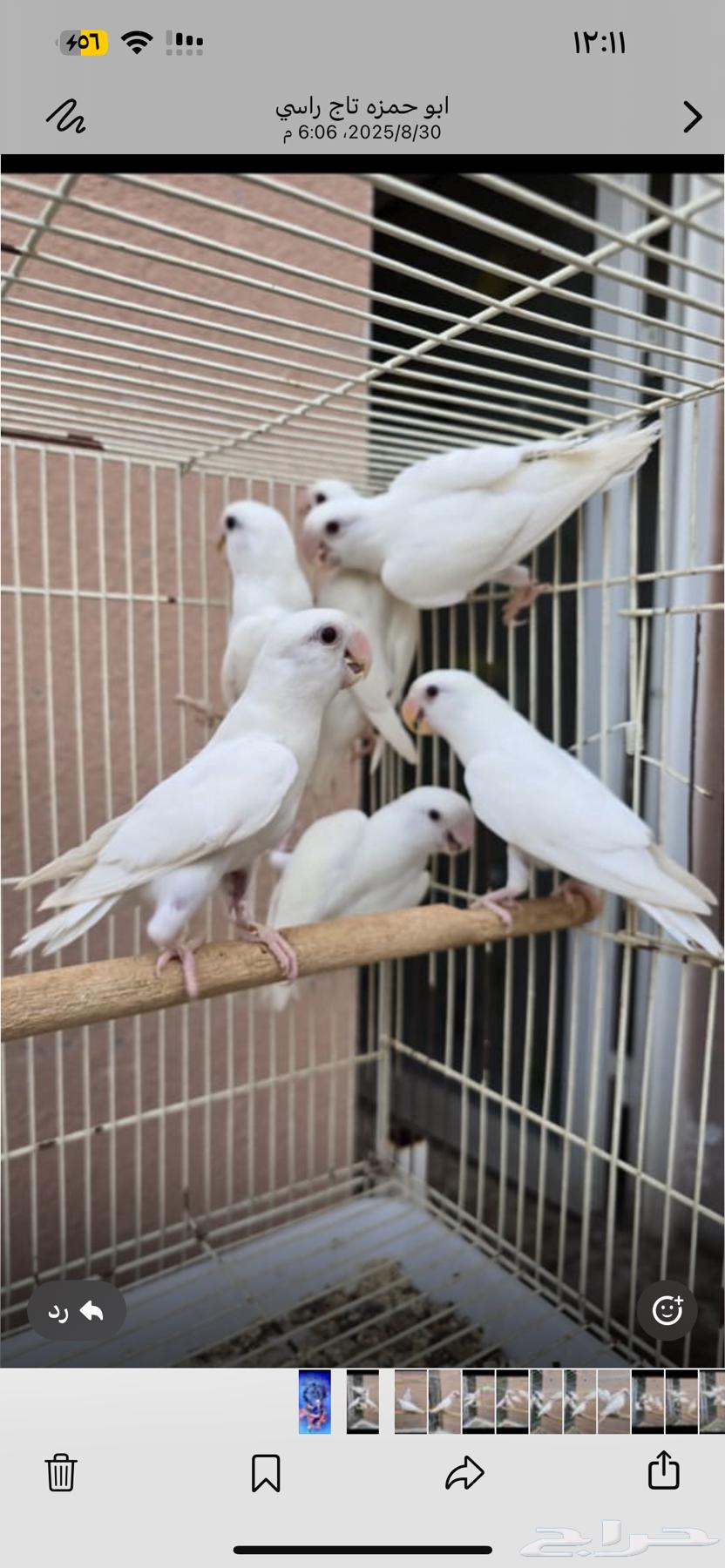 للبيع روز من الانتاج12 حبه64397200344835111