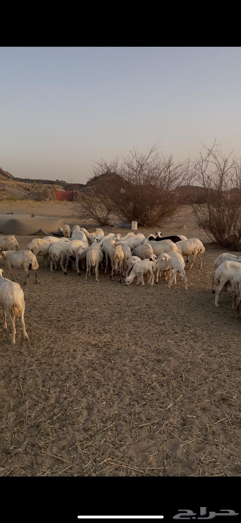 Sheep Pasture (Sheep) Rafidiyat Complete64398869993346111