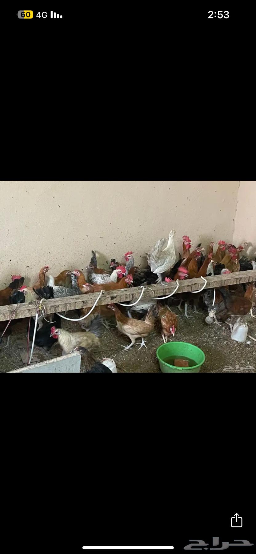 ديكه العمر6 شهور للبيع العدد تقريبا20 حد ب20 الديك64393763721602110