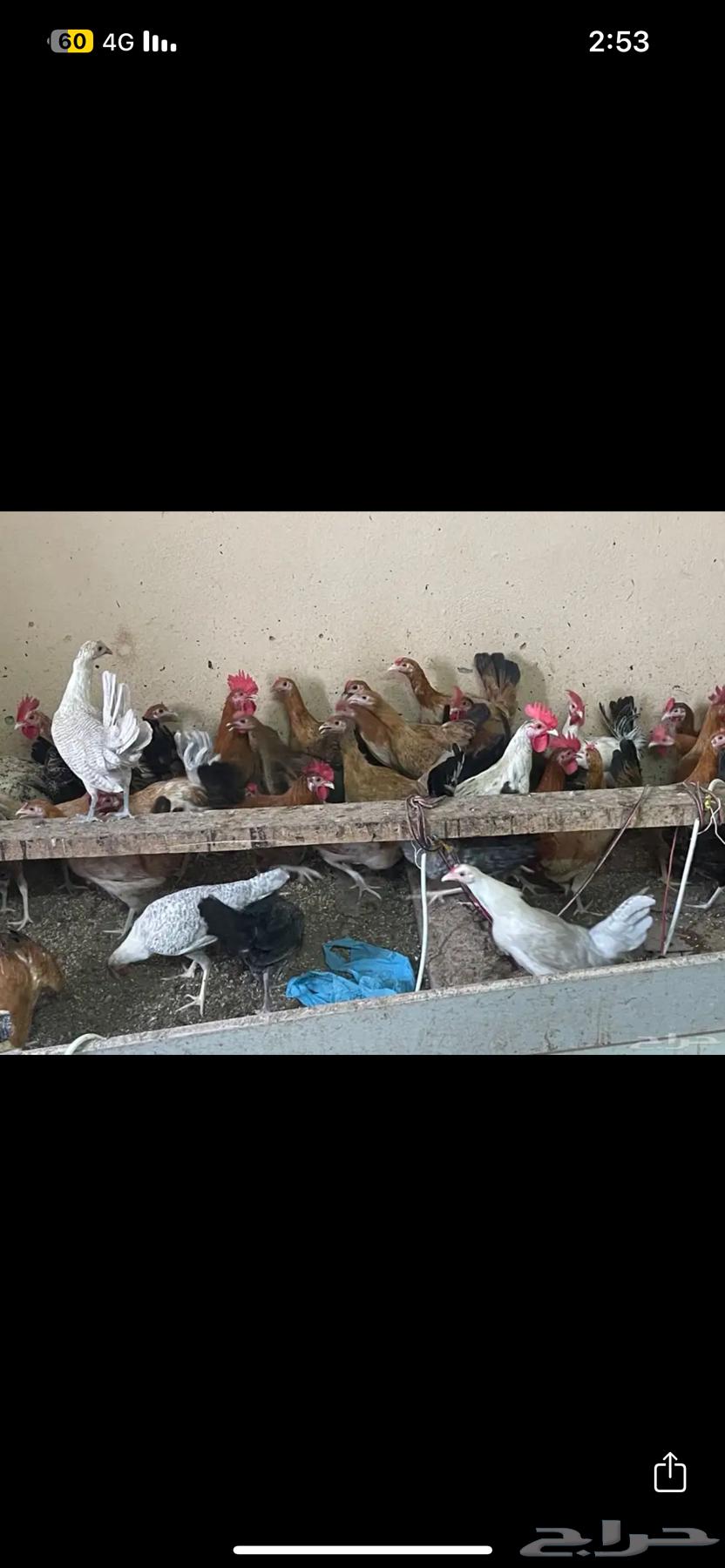 ديكه العمر6 شهور للبيع العدد تقريبا20 حد ب20 الديك64393763721602113