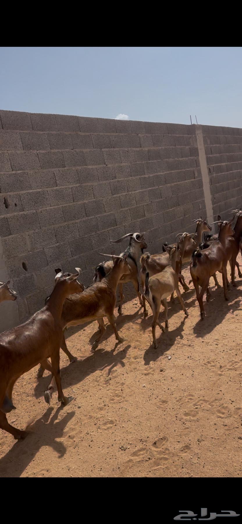 معزاء جنوبيات للبيع بفحلها64395033565569111