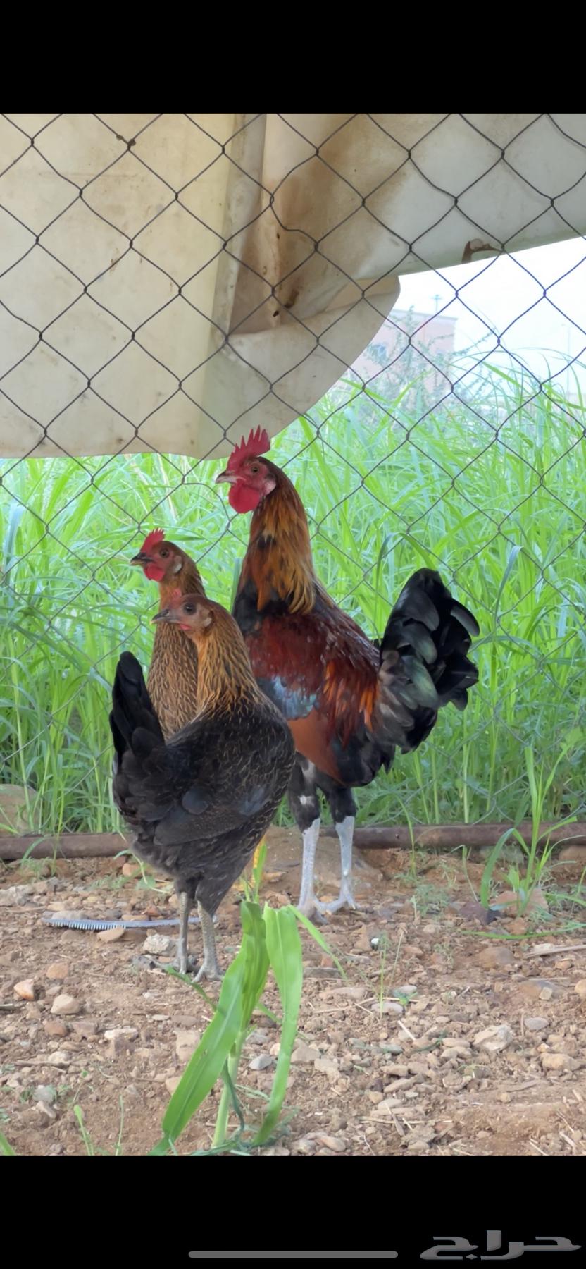 دجاج عربي فري فاخر64397214244097110