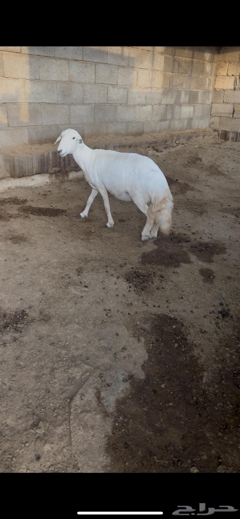 نعجه حايل كفو حلال بر64399119785729110