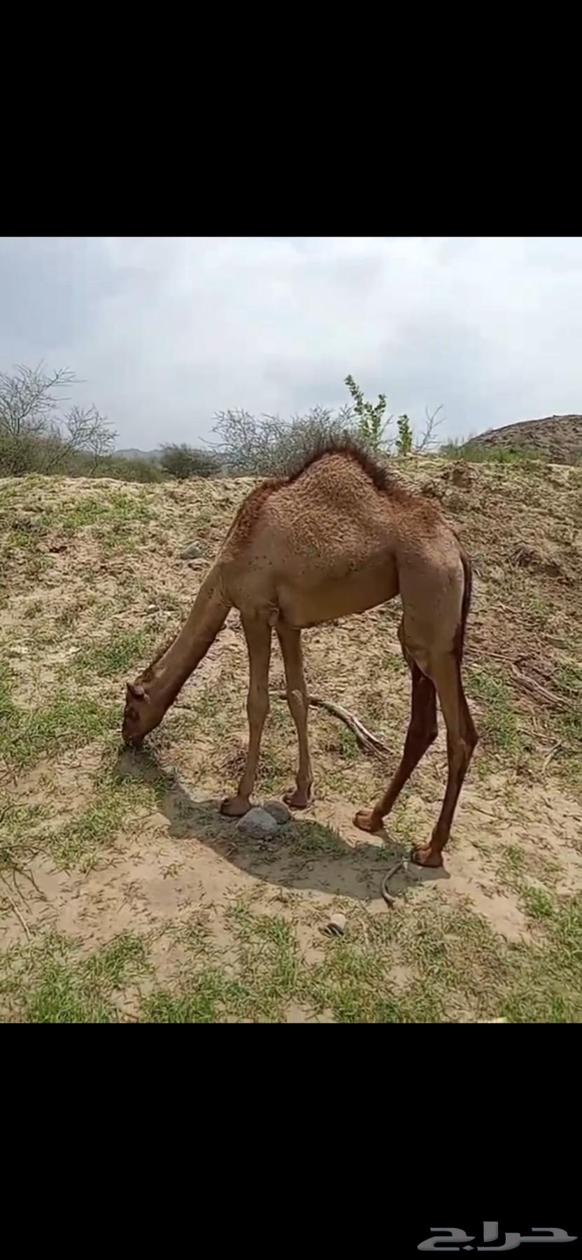 بكره للبيع العمر 5 شهور64395504331138111