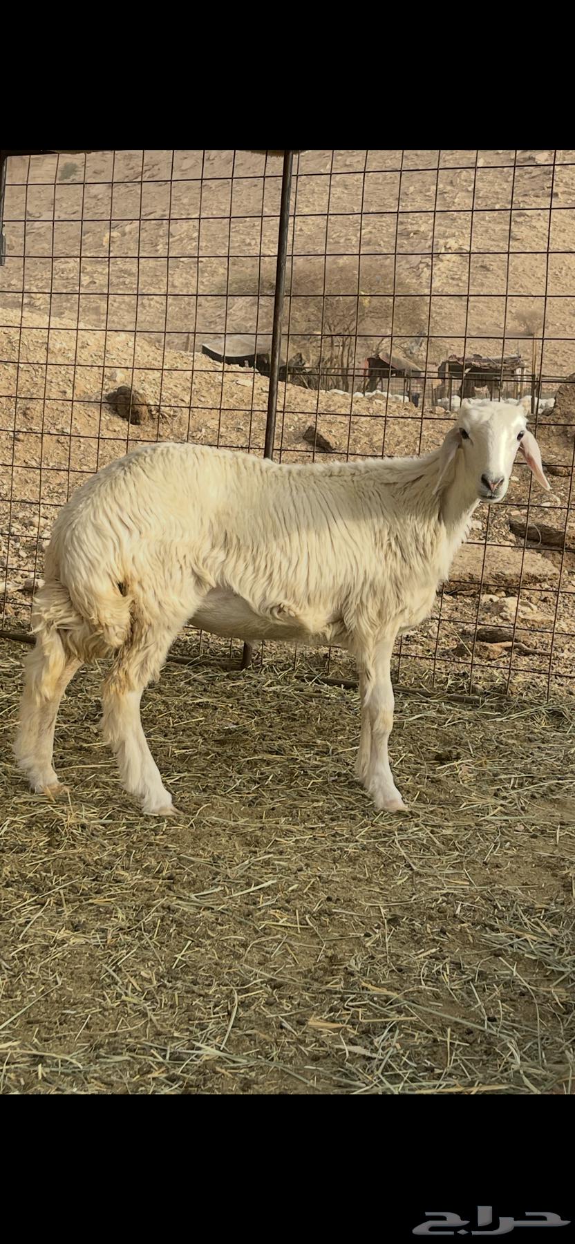 رخل حريه معلقه شحم64395172245635112