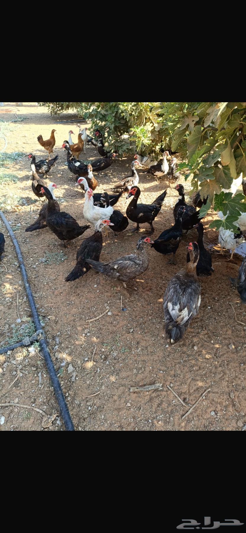 للبيع بط شهرمان مسكوفي او بح الموقع المجمعة64397741998593114