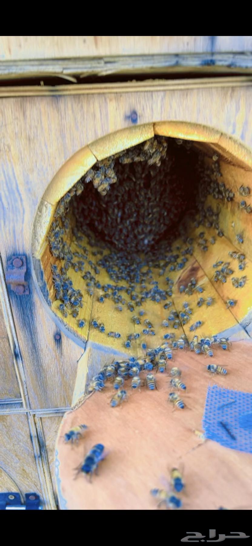 عسل جبلي صافي جديد من منحلي شخصيا64400535497729114