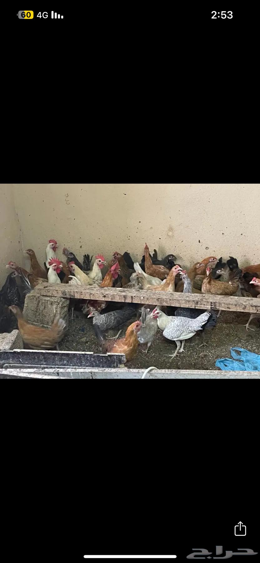 ديكه العمر6 شهور للبيع العدد تقريبا20 حد ب20 الديك64393763721602112