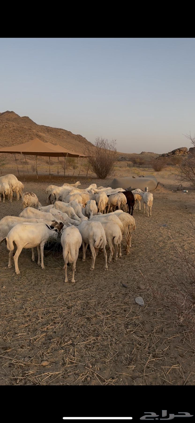 Sheep Pasture (Sheep) Rafidiyat Complete64398869993346112