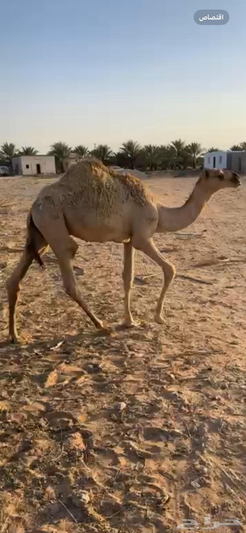 حاشي لباني للبيع بعنيزة64396393680130110