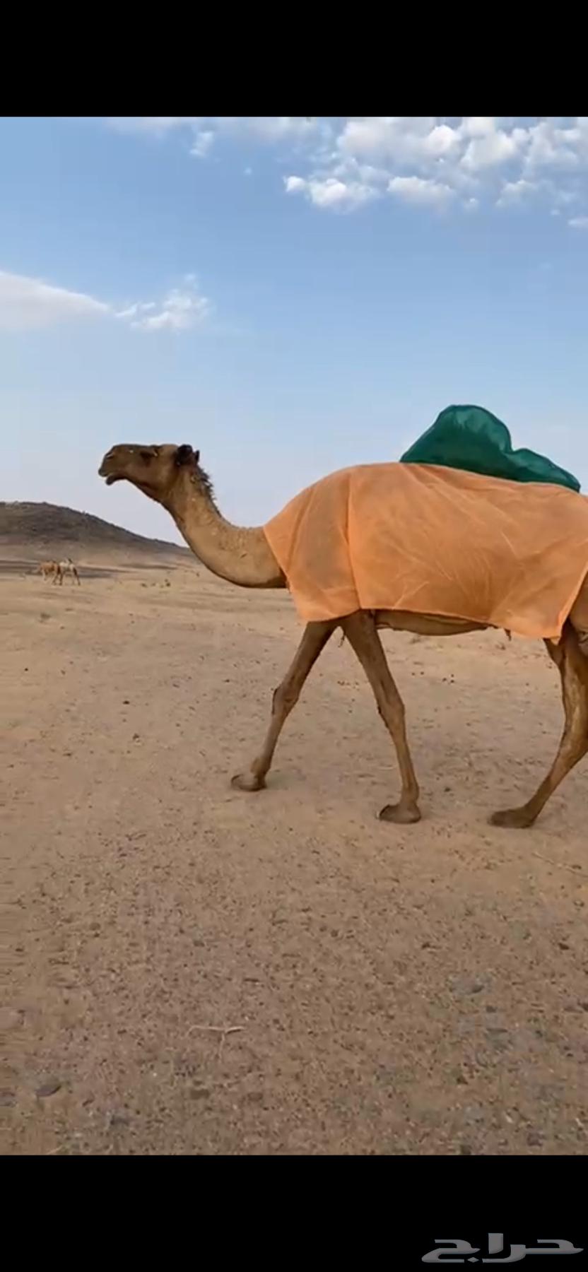 للبيع ناقتين صفر64398939554945110